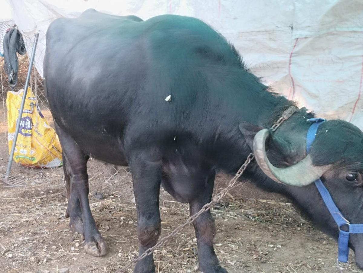 થંબનેલ 3