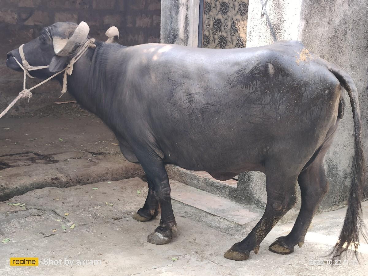 ભેંસ વેચવાની છે