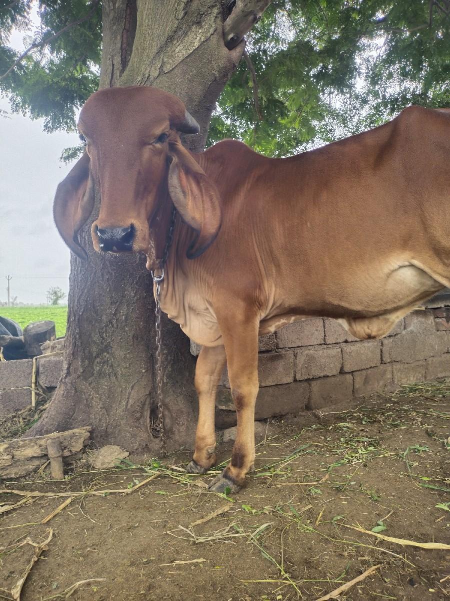 Vasadi veshavani che