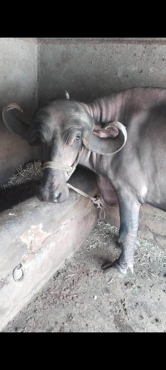 પેલું વેતરી ખડેલી વેચવાની છે