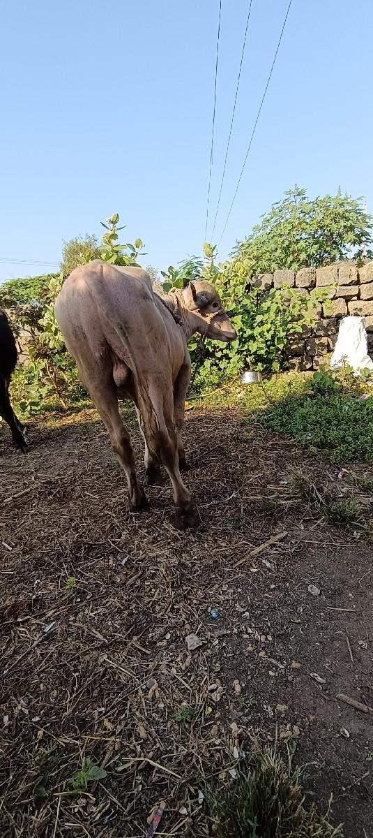 થંબનેલ 3