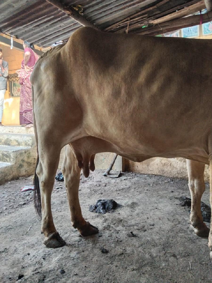 થંબનેલ 3