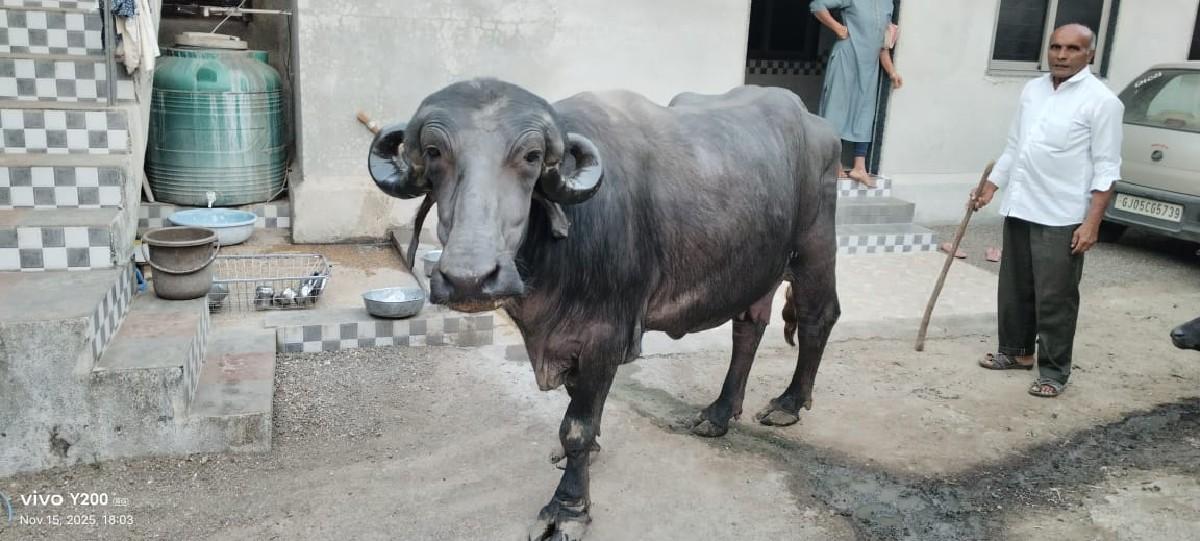 થંબનેલ 2