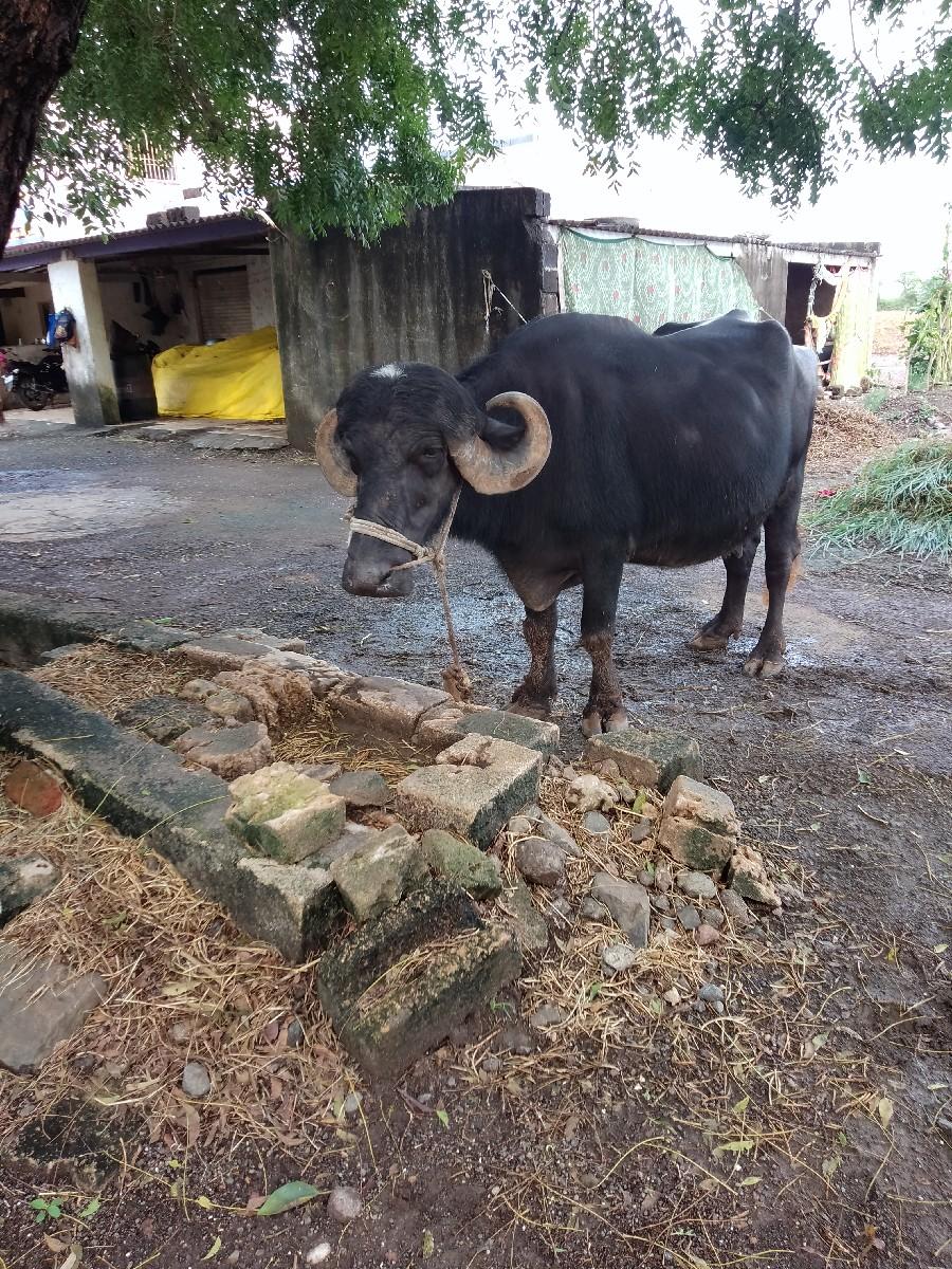 જાફરાબાદ ભેંસ વેસ વાંની સે.