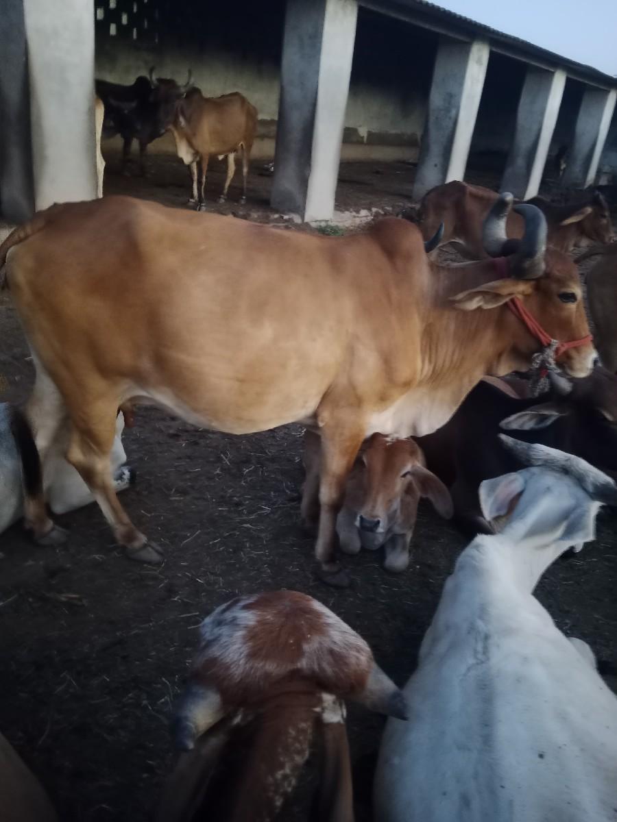 થંબનેલ 2