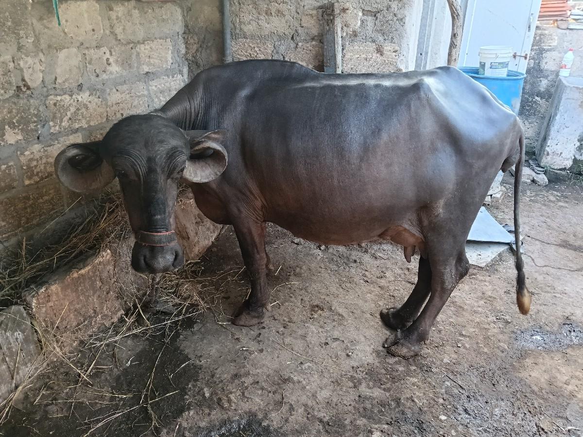 ચાર ચાર લીટર દૂધ છે પાડી