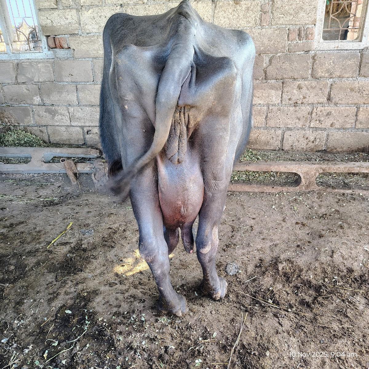 થંબનેલ 3