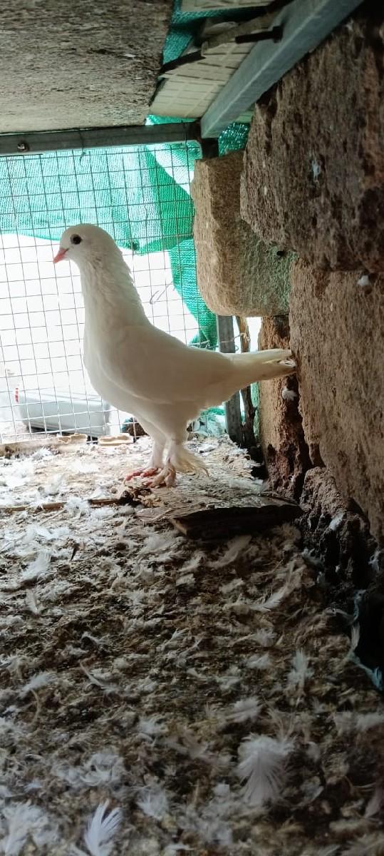 થંબનેલ 3