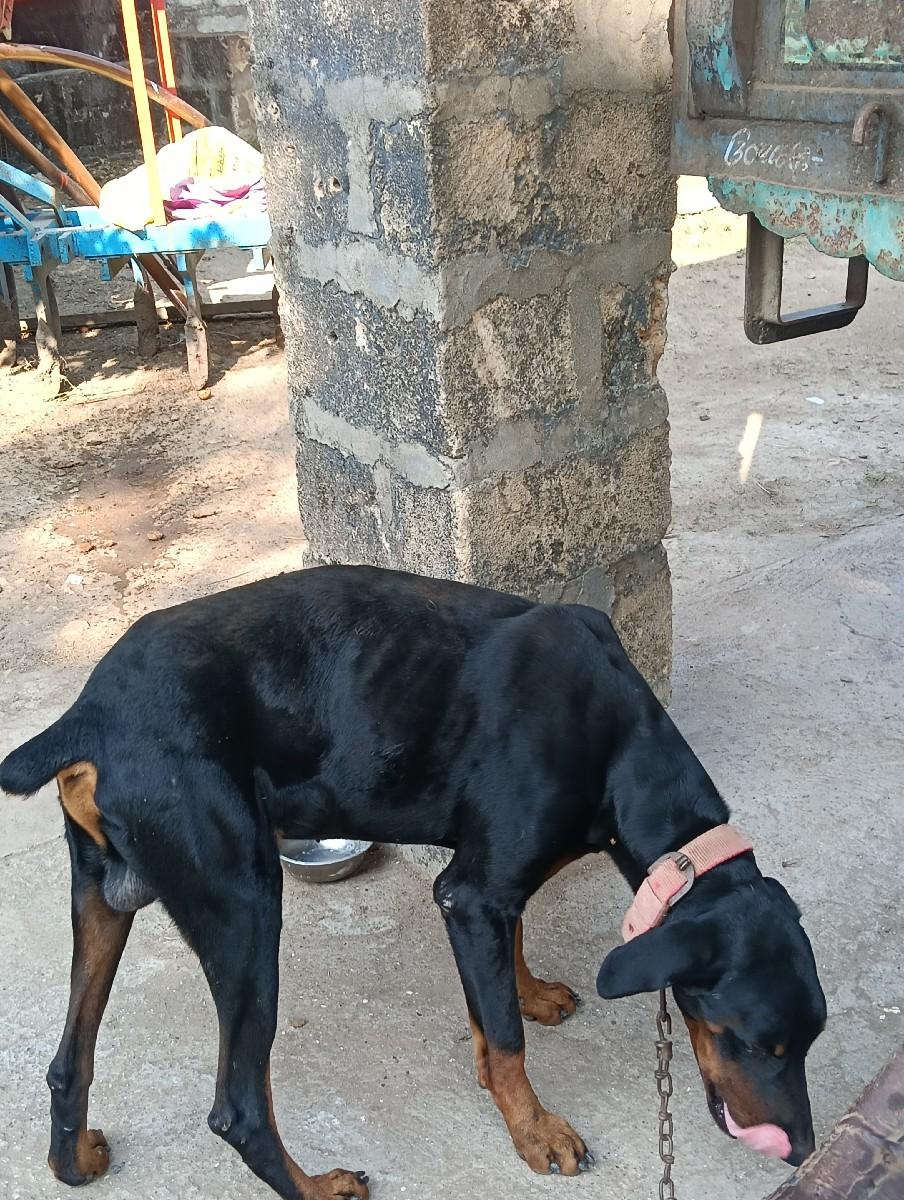 થંબનેલ 2