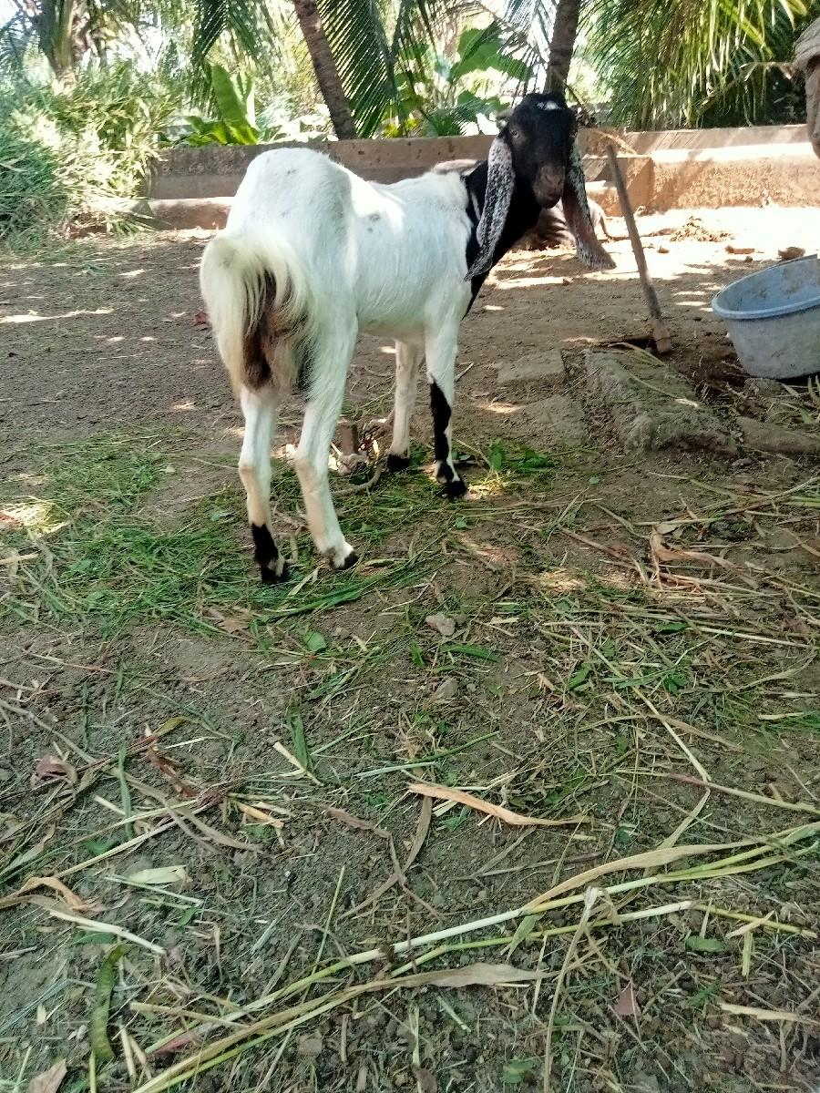 થંબનેલ 2