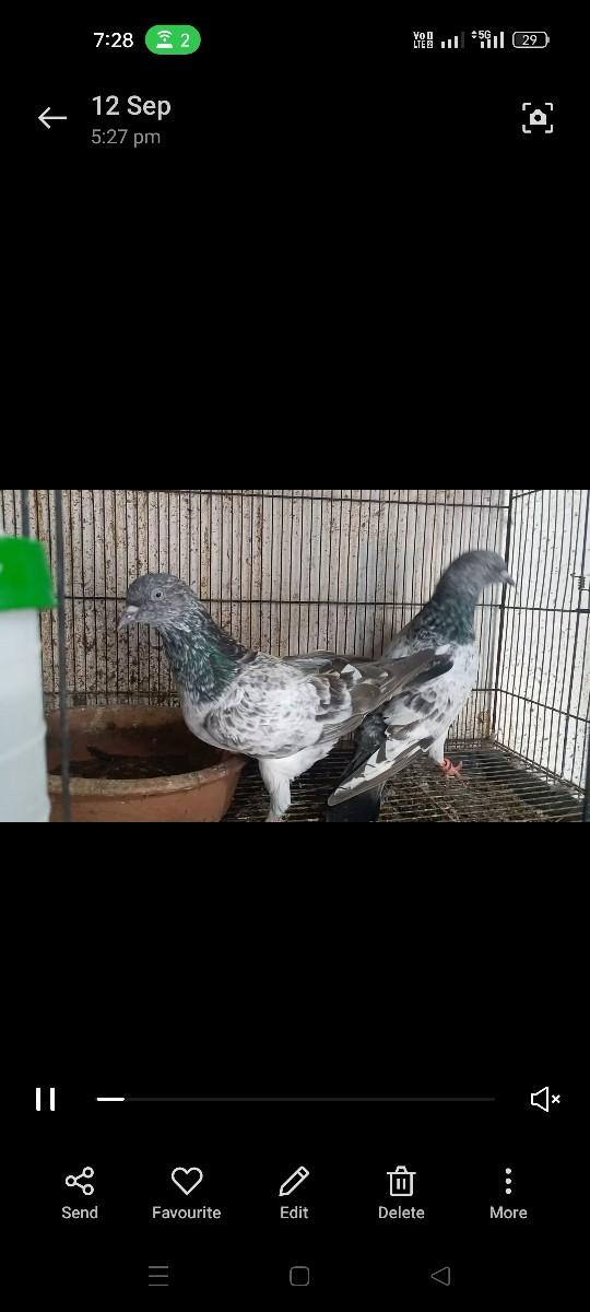 લાલ ગંદેડાર