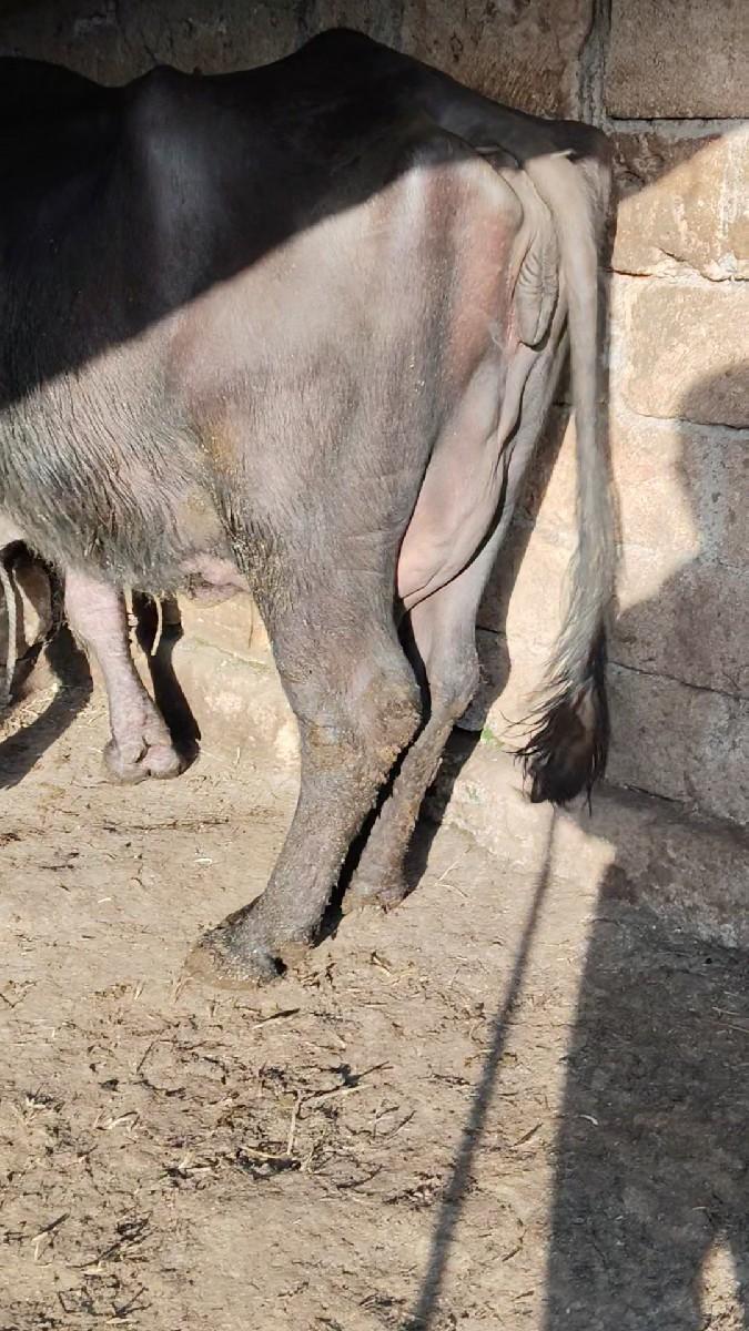 થંબનેલ 2