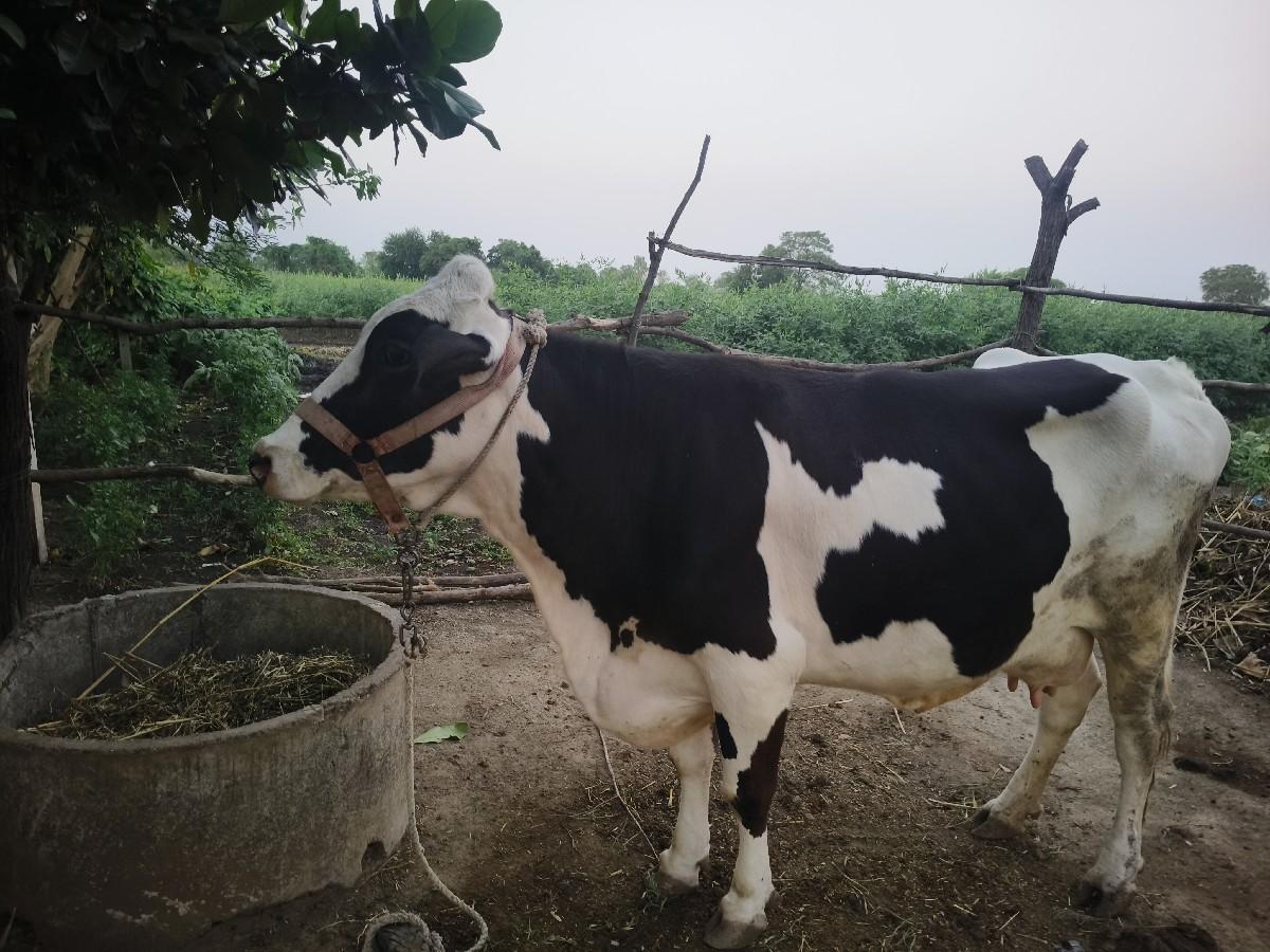 ગાય વેચવા ની છે