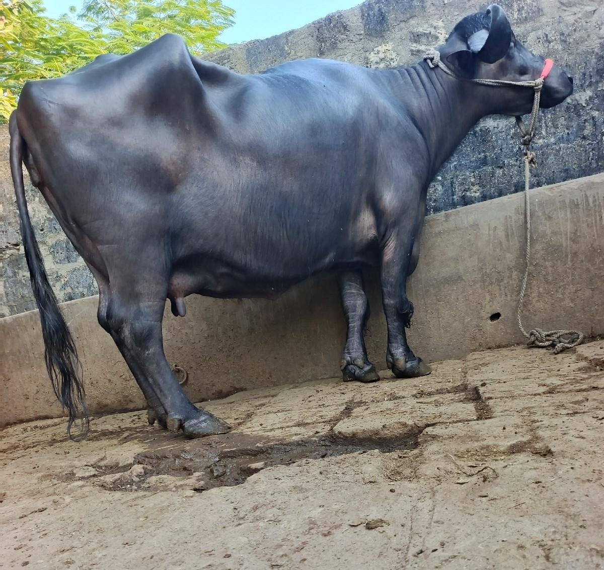 ભૅચ વૅચવાની છૅ.