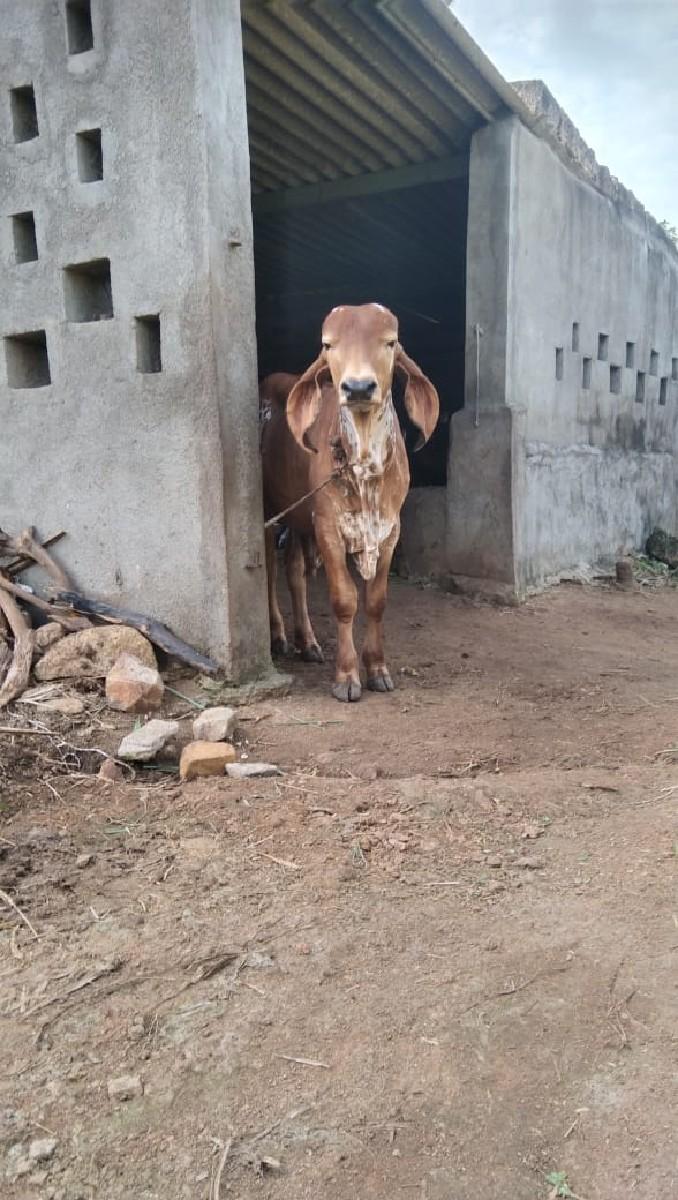 ખુટ દૅવાનૉસૅ