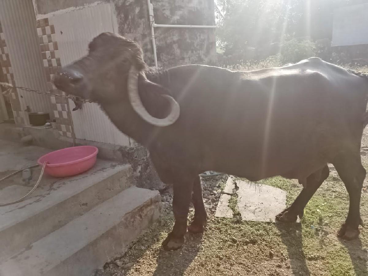 ભેંસ વેચવાની છે