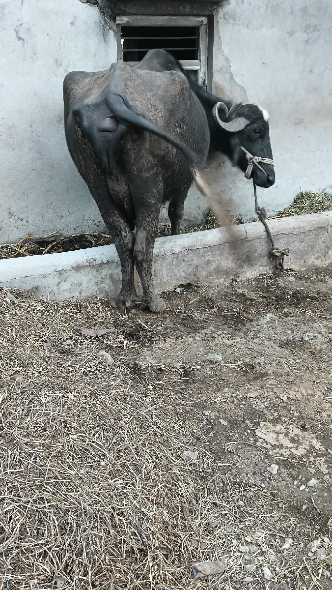 થંબનેલ 3