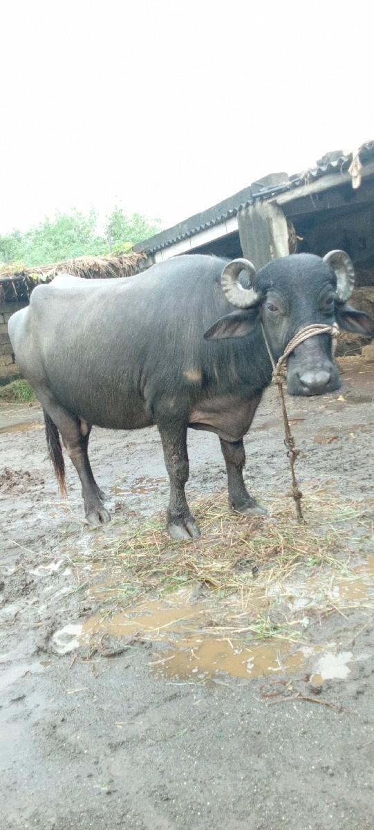 ભેંશ વેચવાની છે