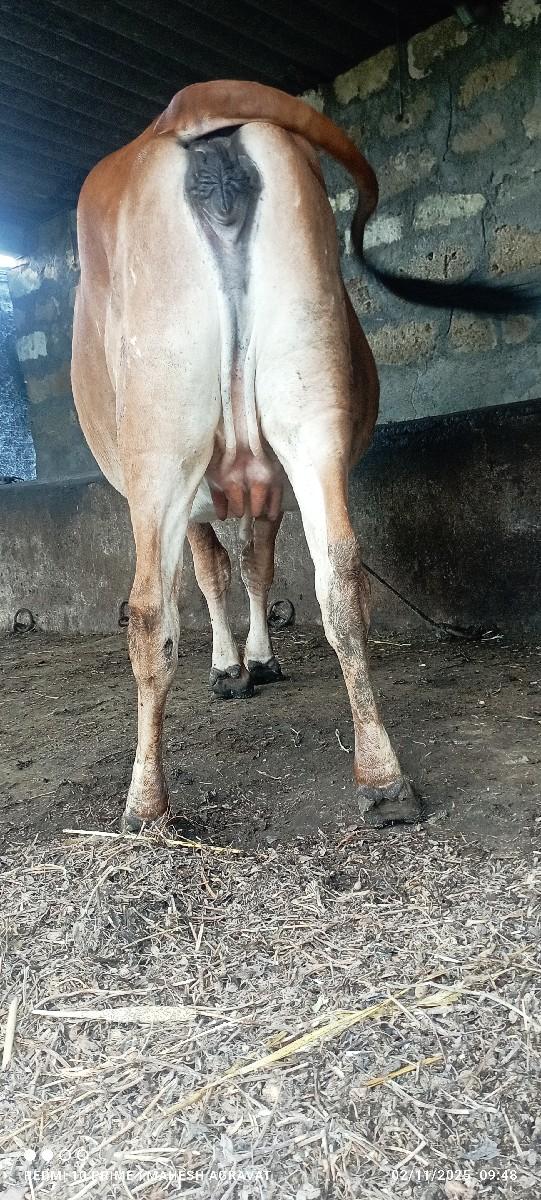 ગાય વેચવાની છે