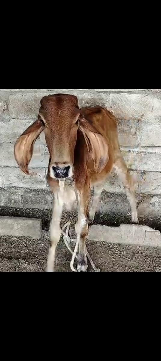 થંબનેલ 3