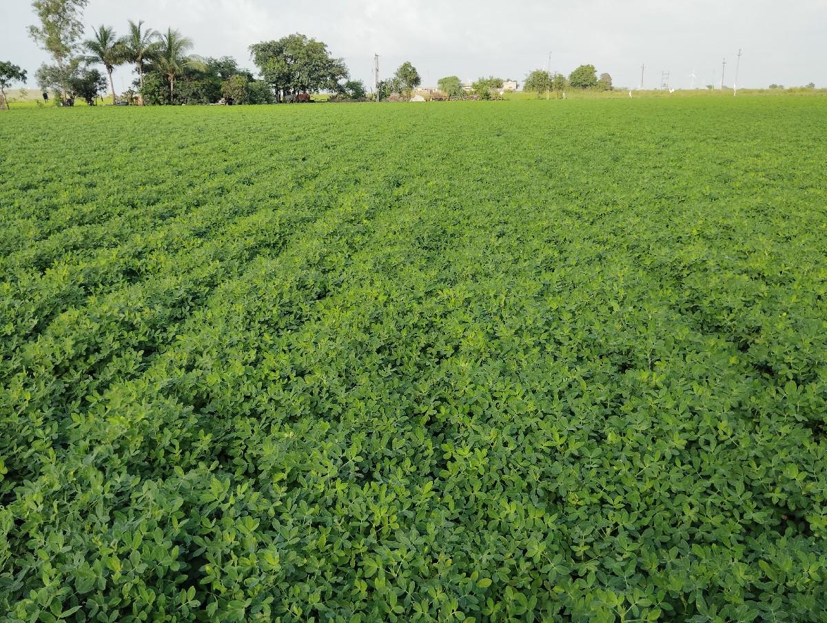 9 number mandvi biyaran kori