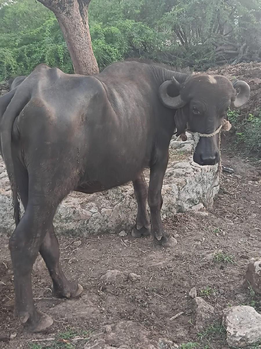 થંબનેલ 2