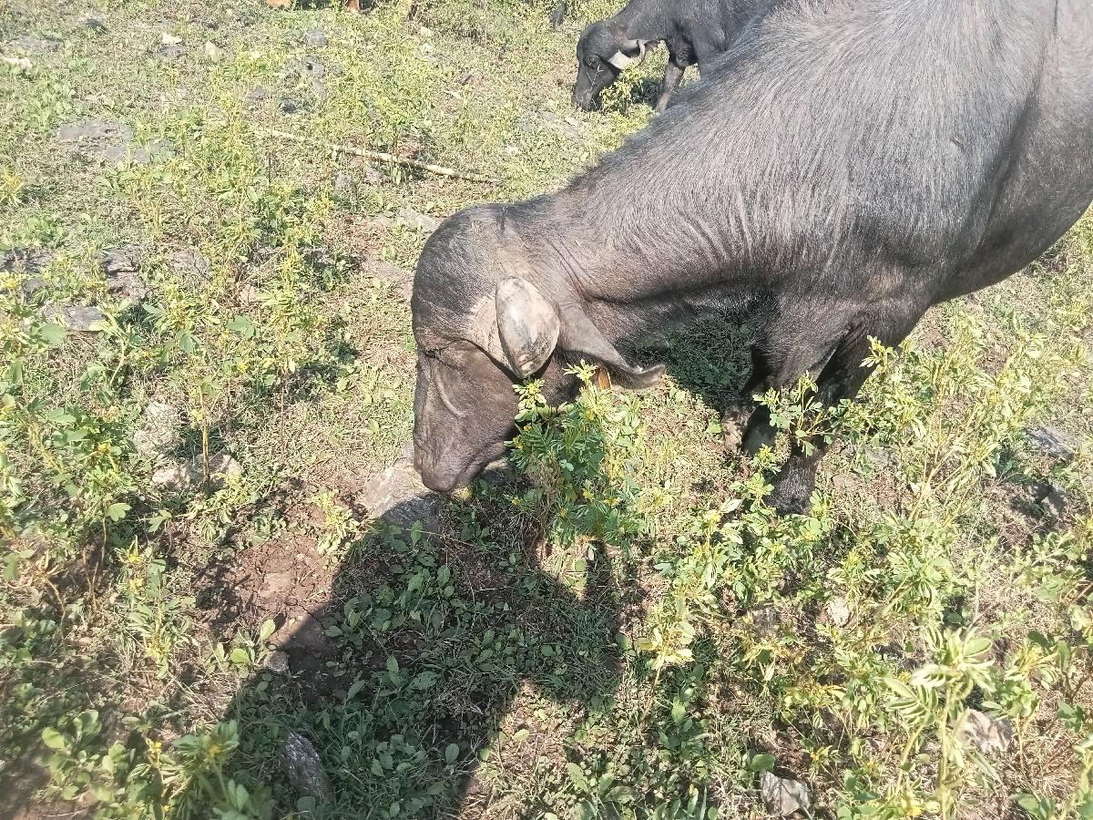 થંબનેલ 3