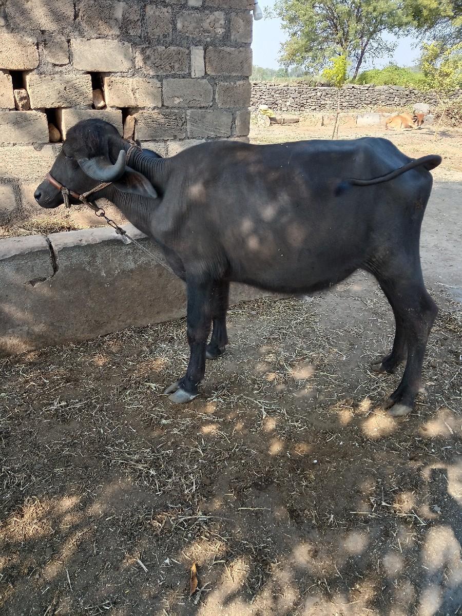 ખડેલી.2વરસ