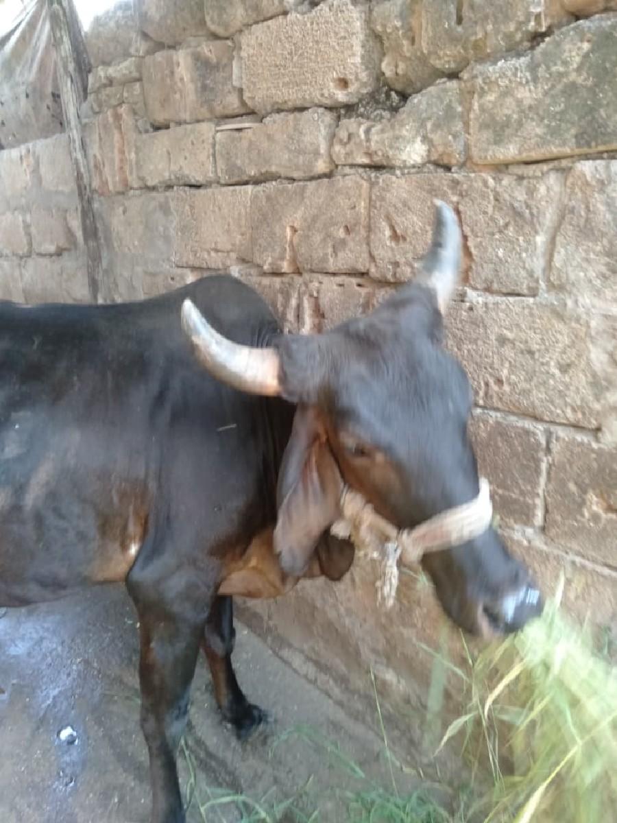 થંબનેલ 2