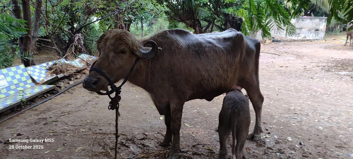 બે. ભેસ  વેચવાની  છે