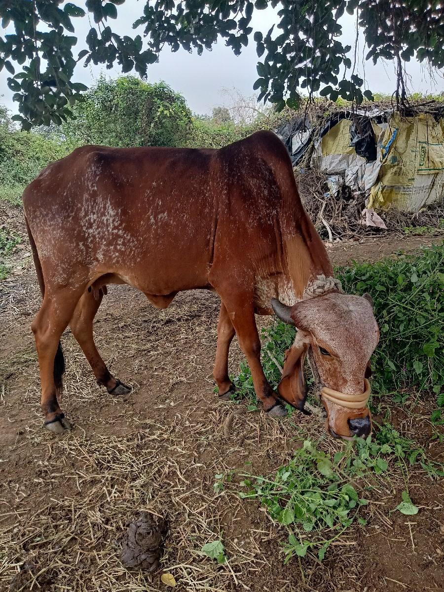 ગીર ગાય વેચવાની છે