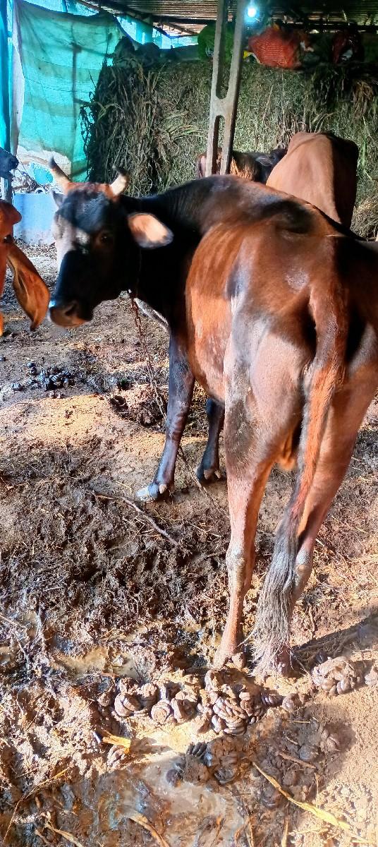 થંબનેલ 2