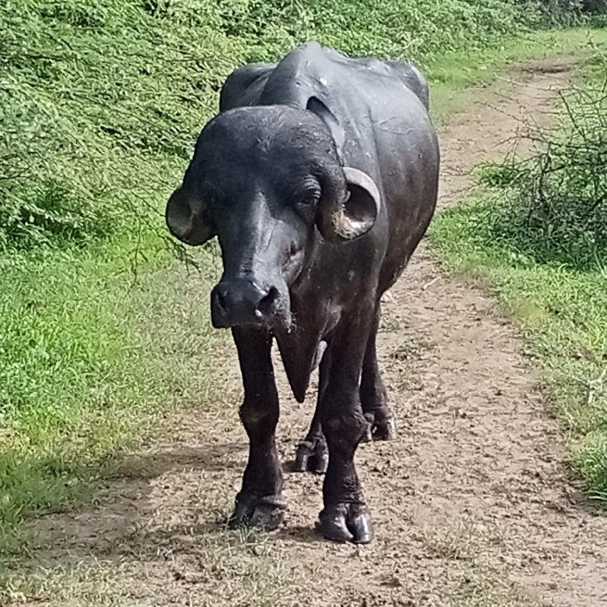 થંબનેલ 3