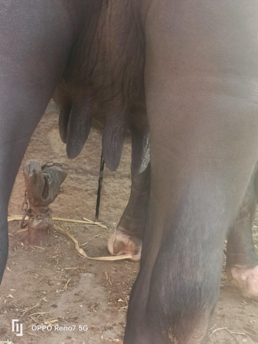 વેચવાની