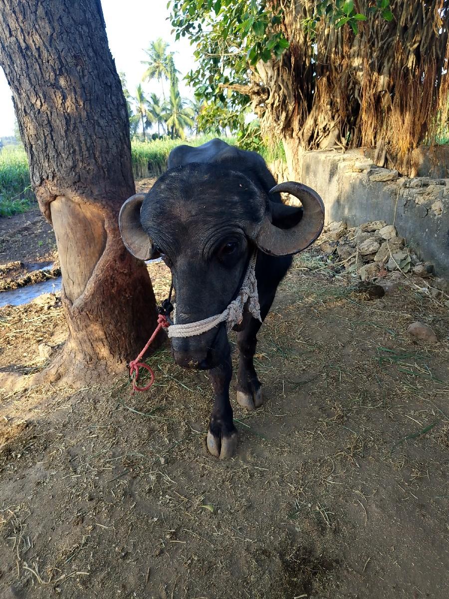 પાડો વેચવા નો છે