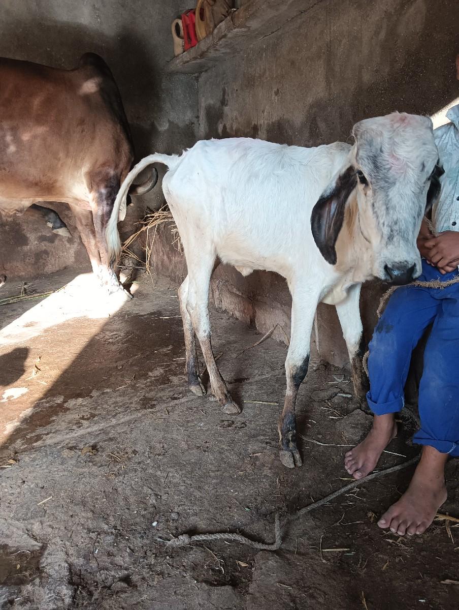 કાનાભાઈ