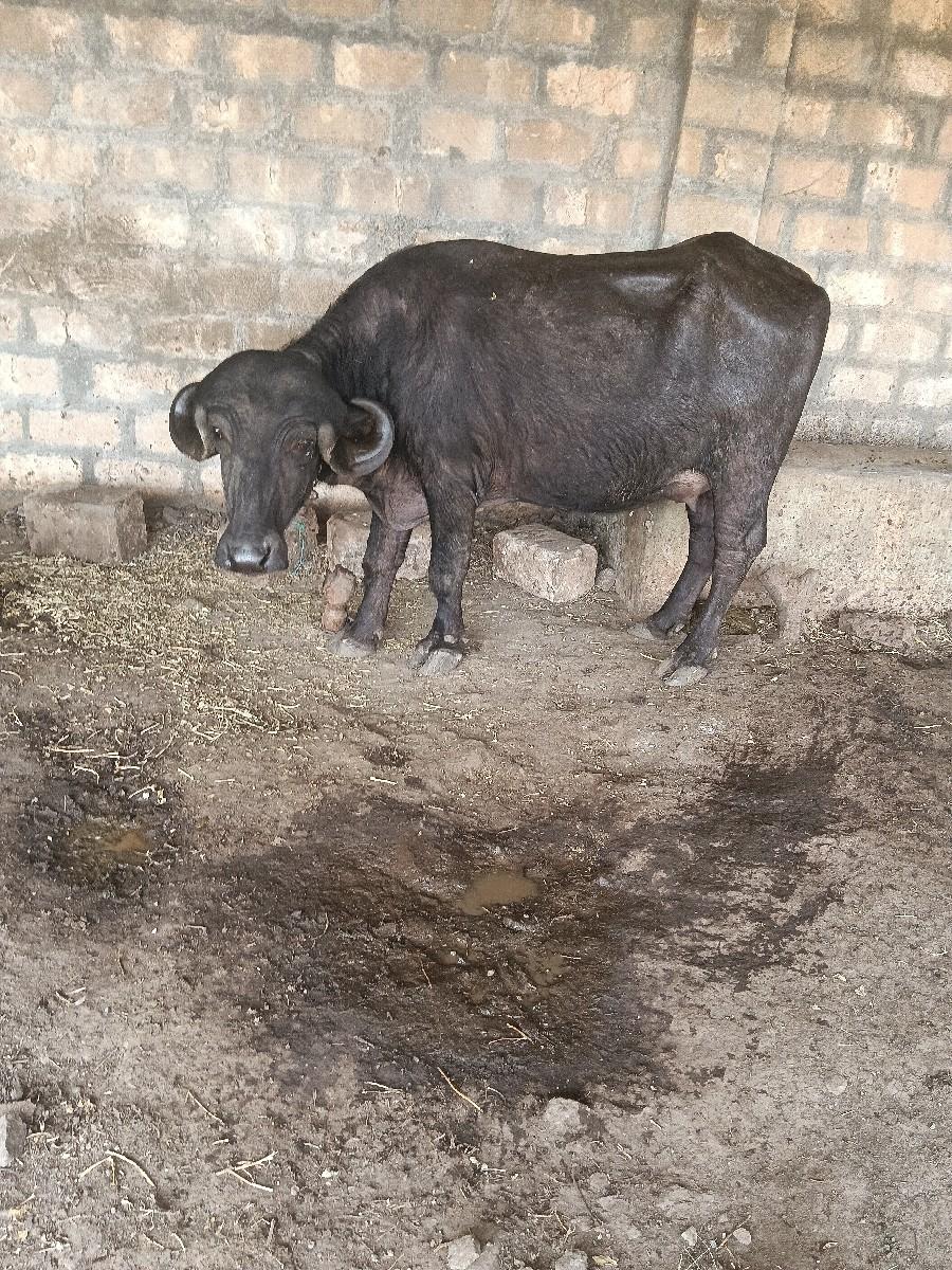 થંબનેલ 2