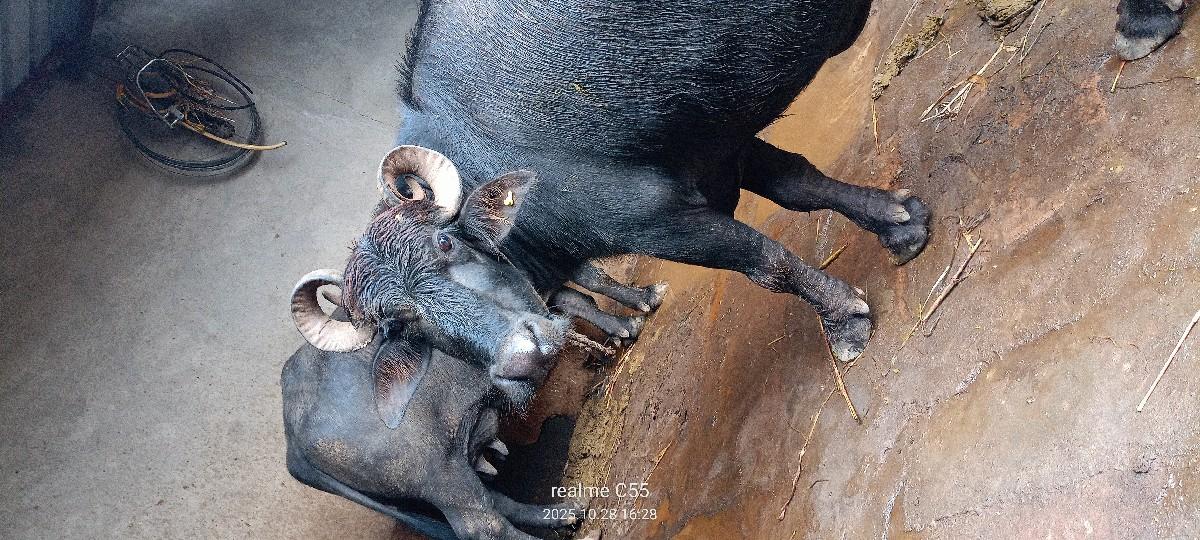 ભેંશ ના સાટા કરવાના છે