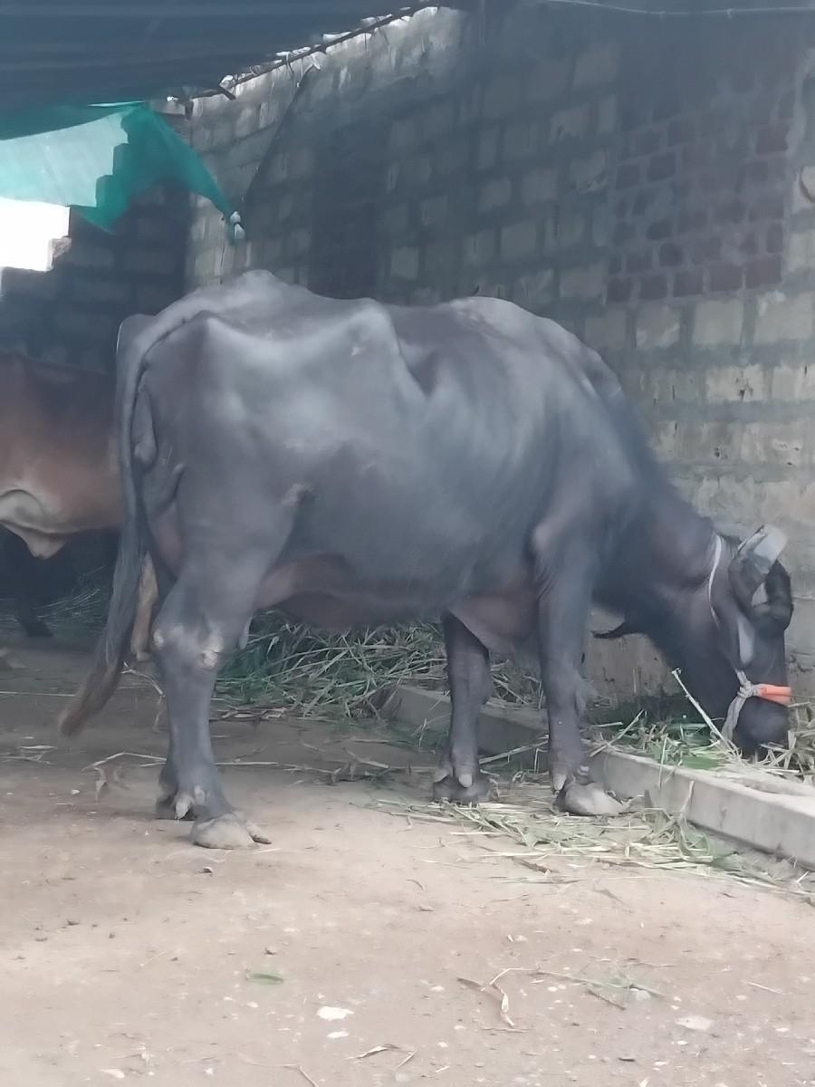 थंबनेल 2