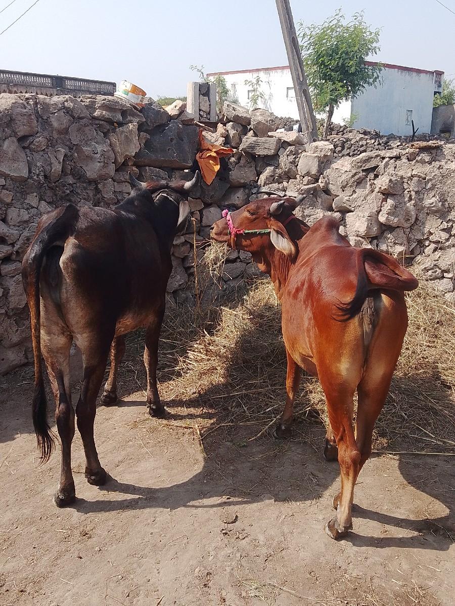 થંબનેલ 3