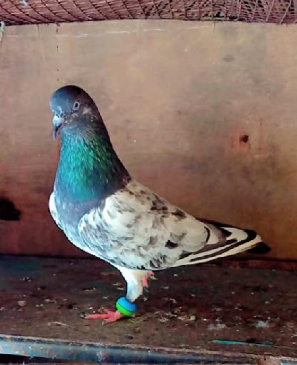 થંબનેલ 3