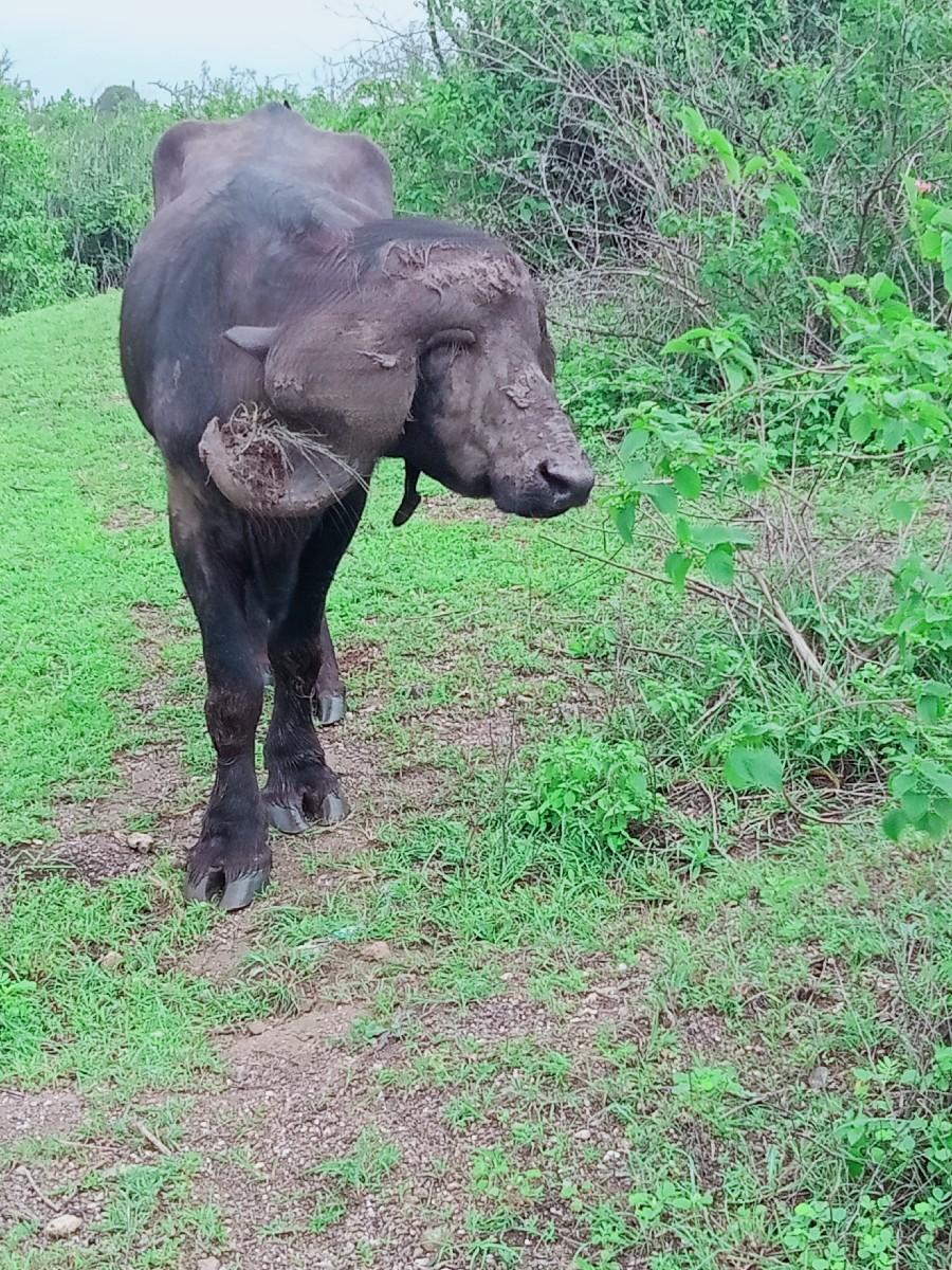 થંબનેલ 2