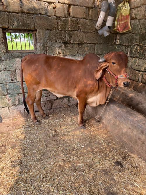 થંબનેલ 3