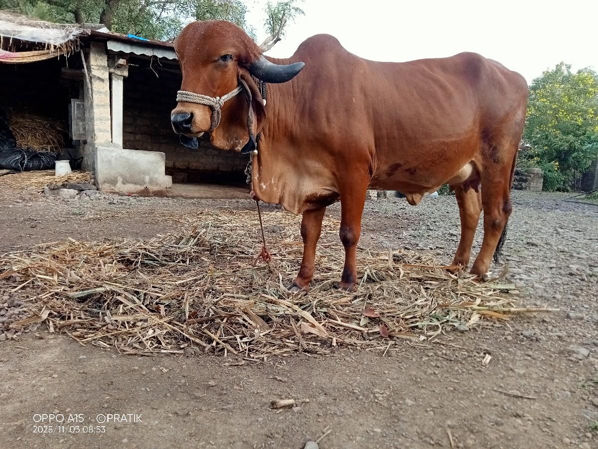 થંબનેલ 2