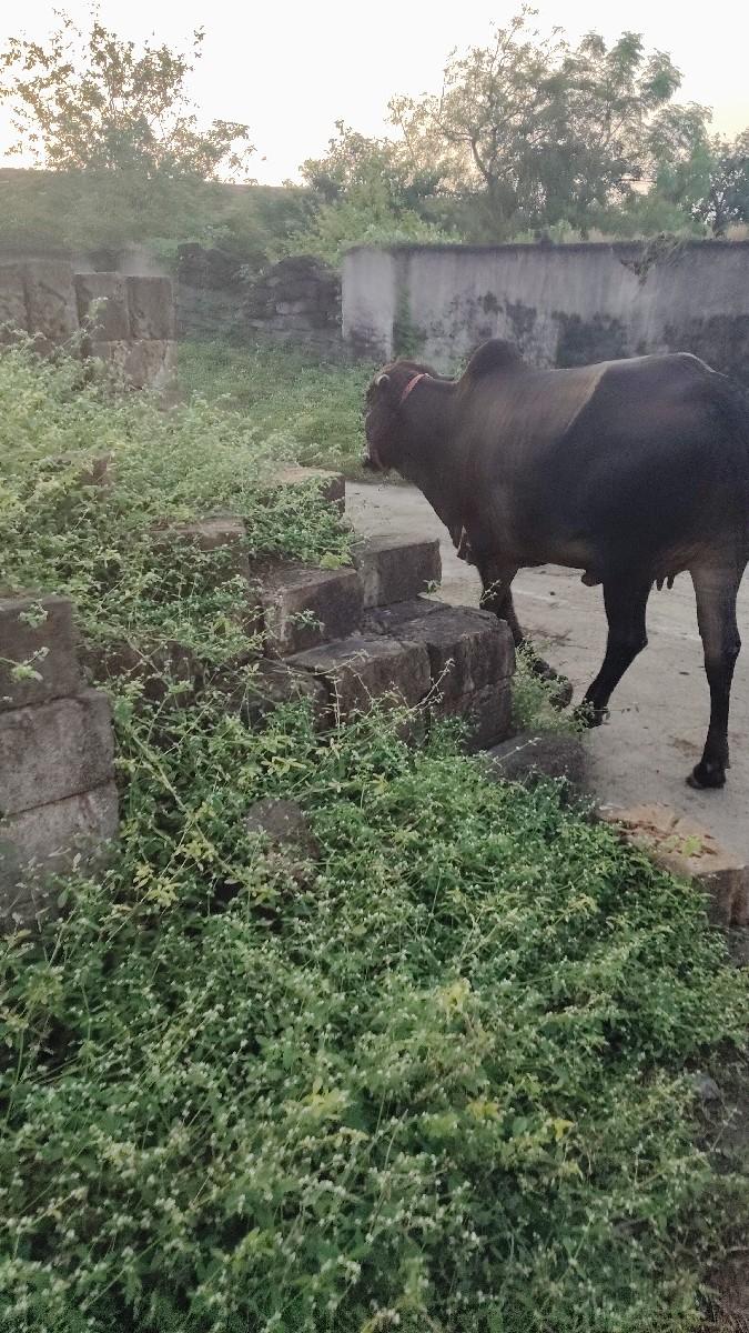 થંબનેલ 2