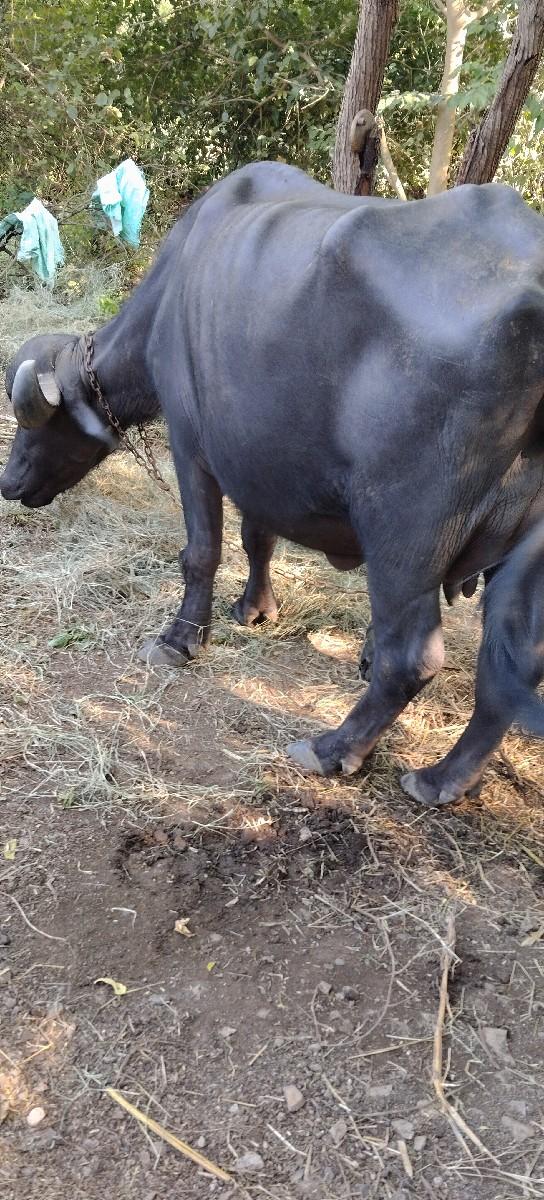 થંબનેલ 2