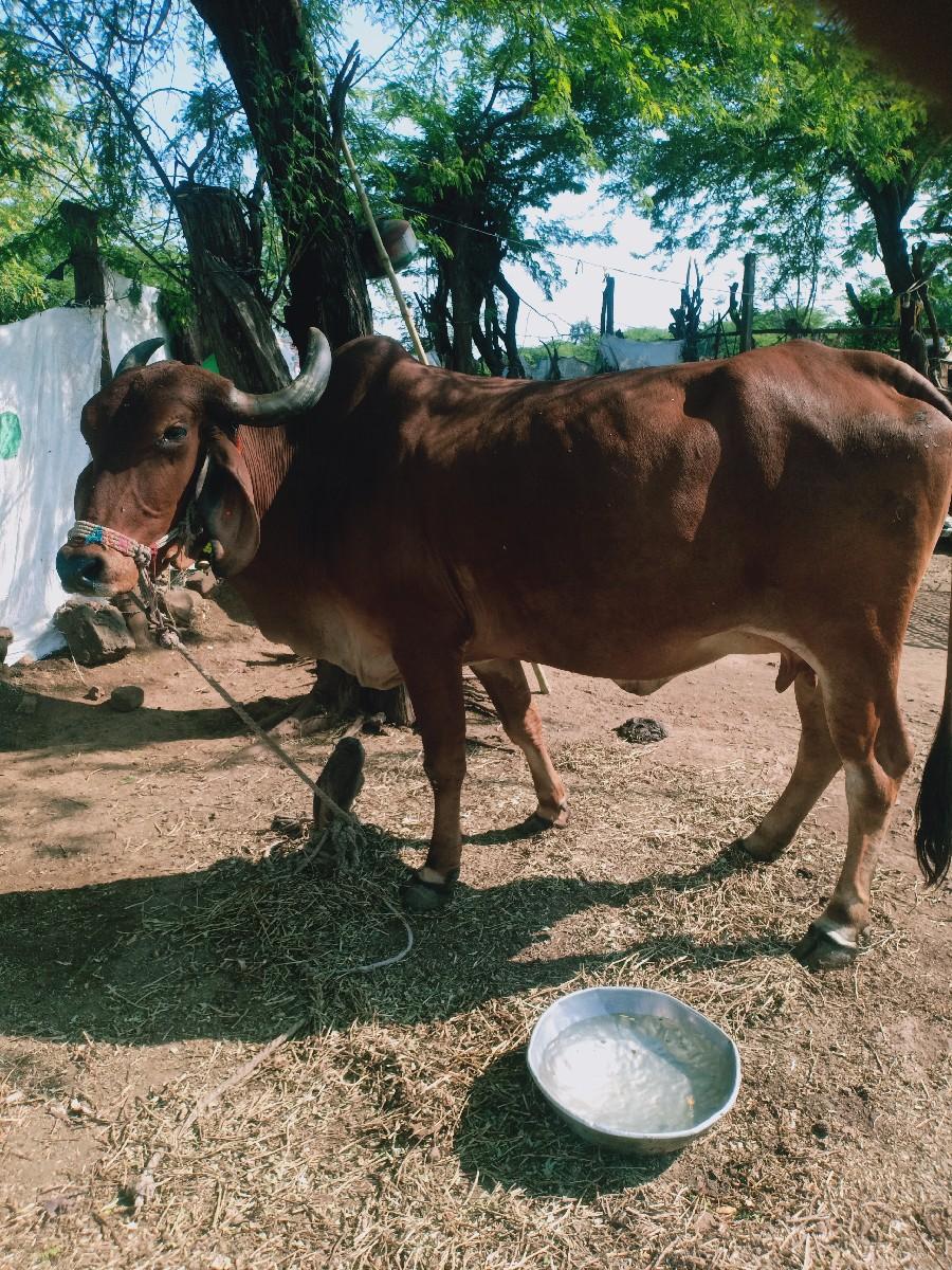 થંબનેલ 3