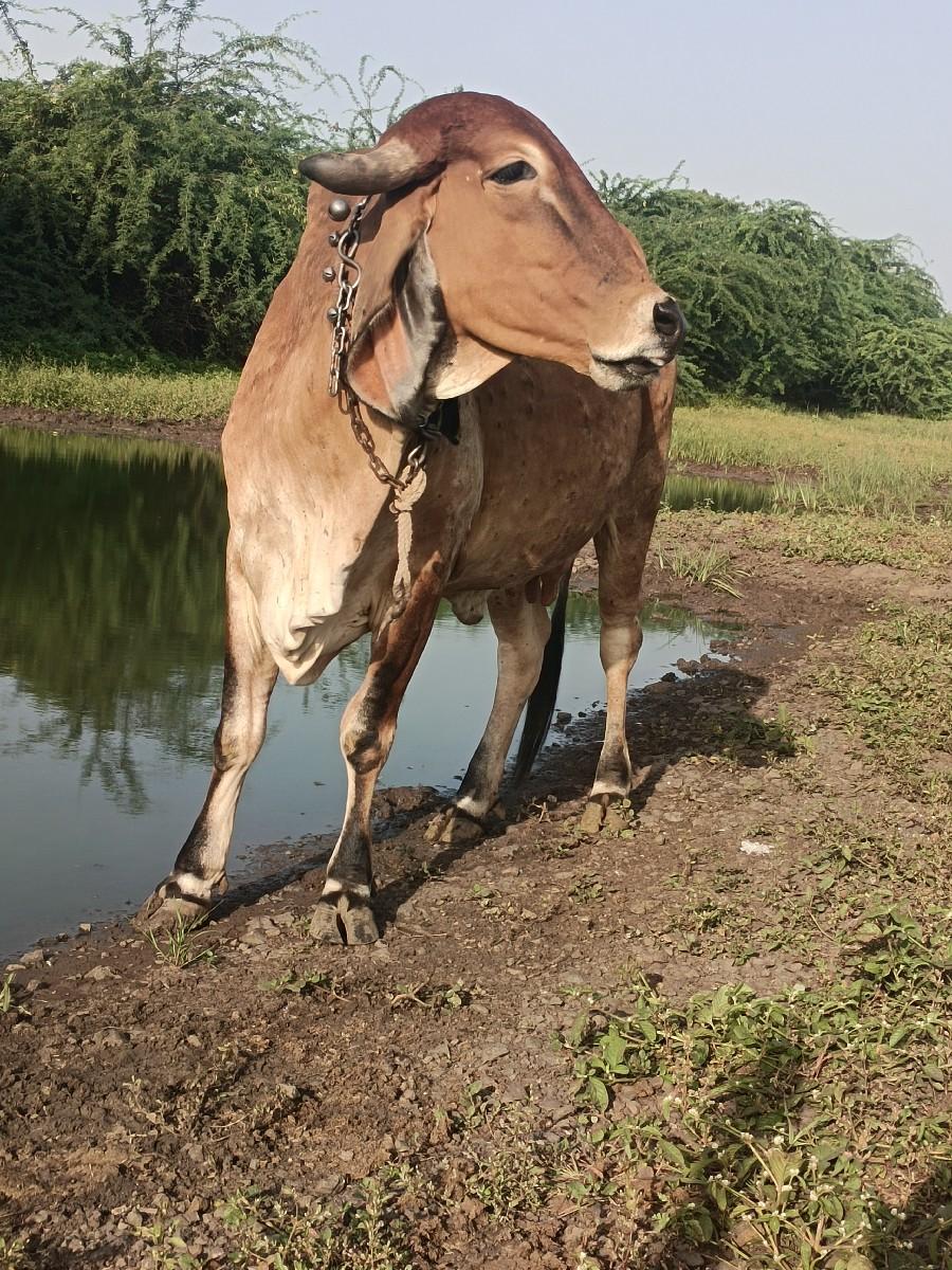 2બીજું વેતર 15દિવસ વાર સે