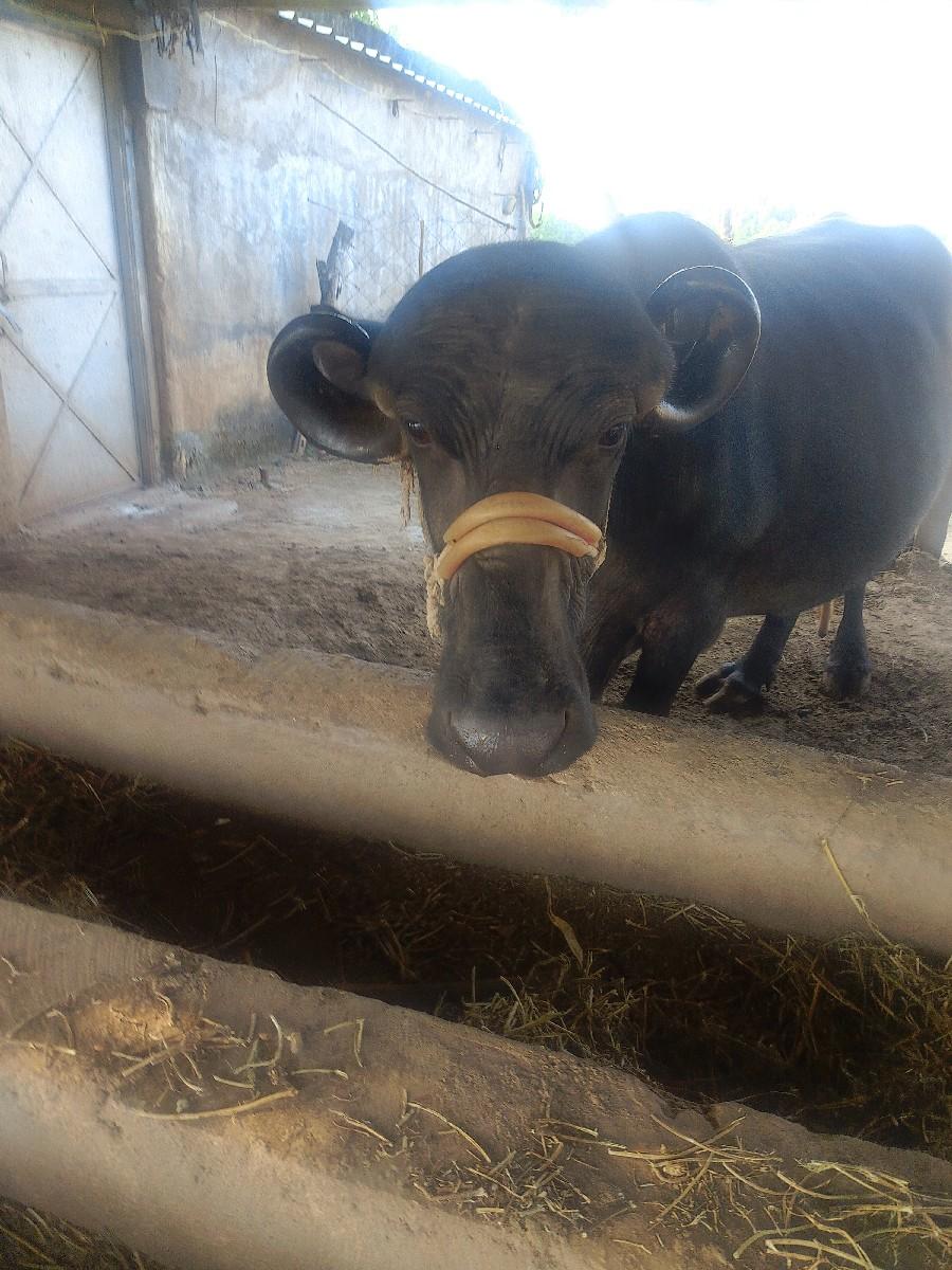 25. થી  30. નીકાચીછે