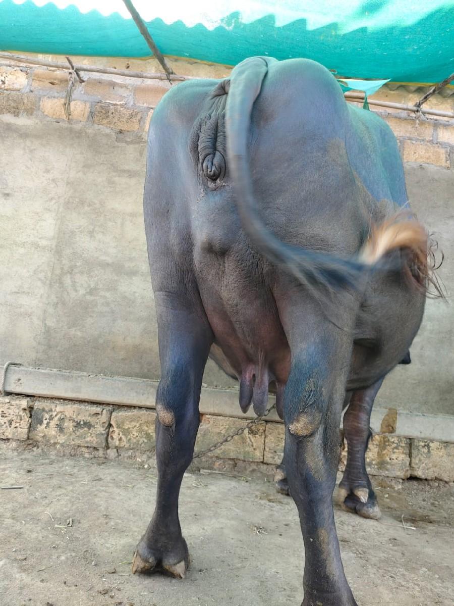 ભેંસ વેચવાની છે